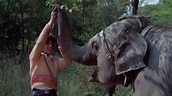 Anoop and the Elephant (1972) - Backdrops — The Movie Database (TMDb)