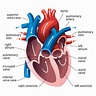 Queensland Cardiovascular Group | Anatomy of the Heart