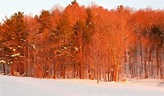 Oranges Trees in the winter snow how pretty ♌ | Winter snow, Snow ...