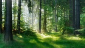 Enchanting forests: 30 woods and jungles for nature lovers