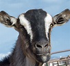 Goat Face Photograph by Christy Garavetto - Fine Art America