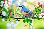 Pájaros - Vive la Naturaleza