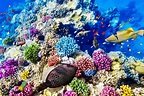 Great Barrier Reef Ist das Riff in Australien tot? | Holidayguru