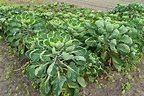 Image Brussels sprout (Brassica oleracea var. gemmifera) - 536215 ...