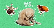 Fleas vs. Ticks: What’s The Difference? - DodoWell - The Dodo