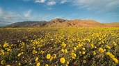 Death Valley Is Experiencing a Colorful ‘Superbloom’ - The New York Times
