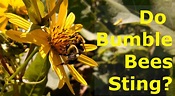 My Bumblebee Sting: How Much Does It Hurt? - Patient's Lounge