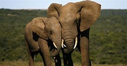 Elephant Animal Facts | AZ Animals