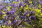 Jacaranda Tree: Plant Care & Growing Guide