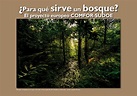 ¿Para qué sirve un bosque? | Museo Nacional de Ciencias Naturales