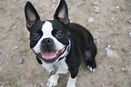 Boston Terrier - Pictures, Information, Temperament, Characteristics ...
