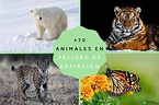 Top 136+ Imágenes de peligro de extinción - Destinomexico.mx
