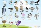 Bird Names: List of Birds and Types of Birds (with Beautiful Bird ...