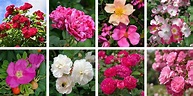 Rose Families Explained | Peter Beales Roses - the World Leaders in ...