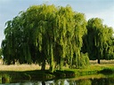 Willow Tree Care - Tips For Planting Willow Trees In The Landscape