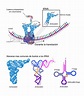 ADN Y ARN: ESTRUCTURA ADN - ARN