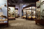 Una visita al Museo Field de Chicago para conocer su historia natural