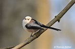 Weißköpfige Schwanzmeisen - Birding Franconia