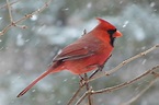 7 Hermosas Aves De Norteamérica | Naturaleza