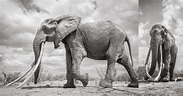 Shooting the Last Photos of the Rare ‘Queen of the Elephants’ – NDUATI ...