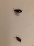 20+ Bedroom Small Black Bugs - HOMYHOMEE