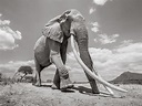 Wildlife Photographer Captures the Last Photos of the Queen of ...