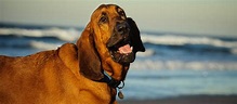 Bloodhound 🐶 Charakter, Haltung und Pflege | FRESSNAPF