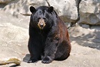 File:Black Bear 7.jpg - Wikimedia Commons