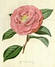 camellias_flowers-00468 - camellia reticulata flore pleno [3484x4328 ...