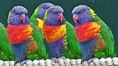 Pasari exotice pe fir: Lorikeets - Exotic Birds-12 Păsări exotice Cele ...