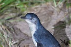 撬開洞穴、勾住脖子……紐西蘭瀕危小藍企鵝遭殘忍盜獵，頭部受傷慘死-風傳媒