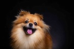 40 Pomeranian Dog Facts That Are Too Adorable - Facts.net