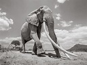 Shooting the Last Photos of the Rare ‘Queen of the Elephants’ – NDUATI ...