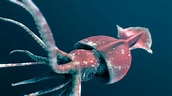16 Facts About Colossal Squids [2024]