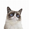 Grumpy Cat Ojos Azules PNG transparente - StickPNG