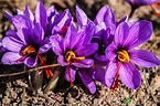 EXTRAORDINARY BENEFITS AND USES OF SAFFRON