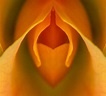 The Amazing Vulva: A Closer Look at Your Anatomy