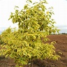 Summer Gold Dogwood Trees for Sale | Garden Goods Direct
