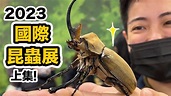 世界最大國際昆蟲博覽會在台灣!還有超美爬蟲!超過200攤~一年比一年更精彩! - YouTube