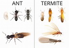 How to tell Termites apart from Ants