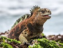 11 Unique Animals You Have To See In The Galapagos Islands, Ecuador ...