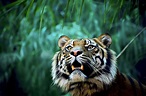 animals, Nature, Tiger Wallpapers HD / Desktop and Mobile Backgrounds