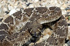 File:Western Diamondback Rattlesnake.jpg - Wikipedia
