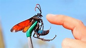 世界上最危險的10種昆蟲 - YouTube