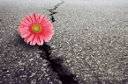 Gerbera on Asphalt Photograph by Carlos Caetano