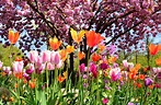 "Frühlingsgrüße" Foto & Bild | jahreszeiten, frühling, mix Bilder auf ...