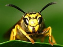 Yellow wasp portrait... | Yellow extreme macro of a wasp's f… | Flickr