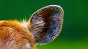Can You Identify This Animal by Its Ears? | HowStuffWorks
