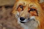 Free picture: fox, animal, wildlife, photography, nature