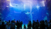 桃園水族館｜Xpark都會型水生公園，Xpark門票、詳細交通攻略，彷彿置身日本海的奇幻旅程